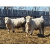 Image 3 : Winn Man Farms - 710# April Delivery Steers - 50 Head (Winnipegosis, MB)