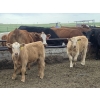 Image 7 : R7 Farms - 720# September Delivery Heifer Calves - 35 Head (Crossfield, AB)