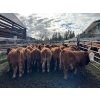 Image 3 : Bob & Donna, Nikita Leavitt - 600# October Delivery Steer Calves - 50 Head (Kamloops, BC) VBP+