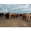 Image 2 : Taylor Lessard - 1600# White Fat Cows - 120 Head (Carberry, MB)