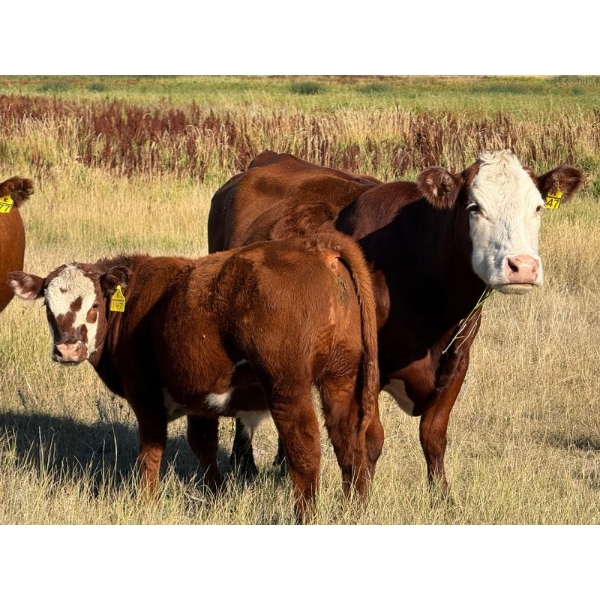 Thorson Cattle Co. - 660# October Delivery Steer Calves - 55 Head (Hays, AB)