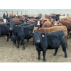 Image 3 : Lesher Lane Enterprises - 1000# November Delivery Heifers - 140 Head (Lacombe, AB)
