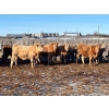 Image 5 : 9 - 9 Ranch Ltd. - 750# February Delivery Steers - 64 Head (Coronation, AB)