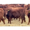 Image 2 : Meyer Cattle Inc. - 580# December Delivery Weaned Heifers - 50 Head (Lethbridge, AB)