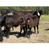 Image 13 : Jake Wedman - 750# October Delivery Steer Calves - 82 Head (Genesee, AB)