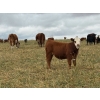 Image 6 : Jones Hereford Ranch - 690# October Delivery Steer Calves - 82 Head (Balzac, AB)