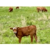 Image 7 : Pine Ranch Ltd. - 500# November Delivery Steer Calves - 95 Head (Morse, SK) VBP+