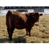 Image 4 : Jordan Livestock - 40 Red Replacement Heifers (Rimbey, AB)