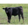 Image 10 : Marsh Ranches Ltd. (Marsh 99 Ranch) - 595# Nov/Dec Steer Calves - 100 Head (Southey, SK) VBP+