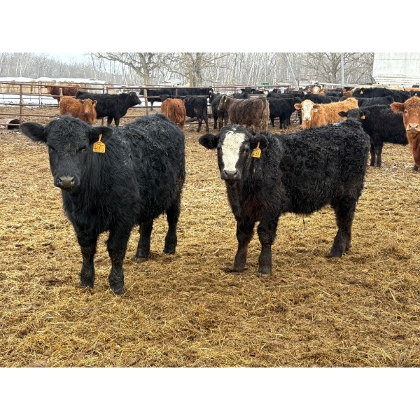 Reykdal Ranch - 685# March Delivery Steers - 85 Head (Vogar, MB) VBP+