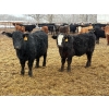 Image 1 : Reykdal Ranch - 685# March Delivery Steers - 85 Head (Vogar, MB) VBP+