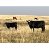 Image 2 : Dar-Lin Ranching - 460# November Delivery Steer Calves - 110 Head (Big Stone, AB)