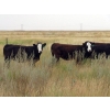Image 6 : Two Point Cattle - 740# October Grass Heifers - 157 Head (Dilke, SK)