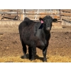 Image 11 : Rob Mossey - 940# April Delivery Steers - 65 Head (Vauxhall, AB)