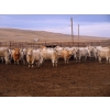 Image 10 : Cluny Colony - 780# October Delivery Weaned Heifers - 70 Head (Cluny, AB)