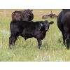 Image 9 : Tom Harrison - 550# Dec/Jan Delivery Steer Calves - 80 Head (Regina Beach, SK)