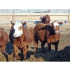 Image 2 : PSV Farms Ltd. - 840# May Delivery Heifers - 60 Head (Enchant, AB)