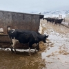 Image 5 : Idaho Dairies/Ranches - 73 Cows & 2 Bulls (Burley, ID)