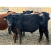 Image 4 : Justin Tateson - 960# March Delivery Steers - 65 Head (Scandia, AB)