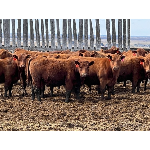 Hillcrest Farming Co. - 760# April Delivery Steers - 80 Head (Dundurn, SK)
