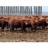 Image 1 : Hillcrest Farming Co. - 760# April Delivery Steers - 80 Head (Dundurn, SK)