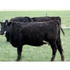 Image 5 : Copperfield Farming - 7 BBF 1st Calf Pairs (Vauxhall, AB)