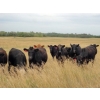 Image 3 : Jim Glanville - 975# Sept/Oct Grass Steers - 64 Head (North Battleford, SK)