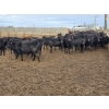 Image 2 : South Island Farms - 860# February Delivery Steers - 300 Head (Bow Island, AB)
