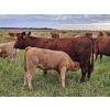 Image 2 : J&E Farms Ltd. - 620# November Delivery Heifer Calves - 80 Head (Tilley, AB)