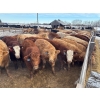 Image 2 : Range 45 Ranch Ltd. - 900# March Weaned Steers - 210 Head (Dewberry, AB)