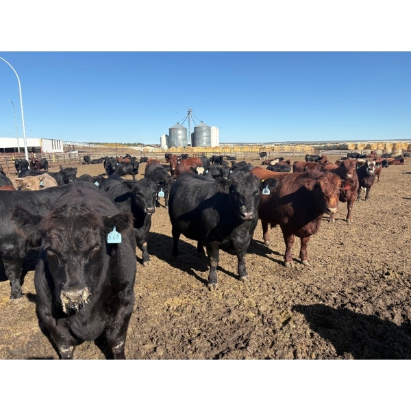 B Hills Farming Co. -  40 Angus/Angus X Fed Steers (Peoria, AB)