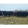 Image 6 : Tee Two Land & Cattle Co. - 680# March/April Delivery Steers - 265 Head (Kelliher, SK) VBP+