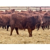 Image 7 : Meyer Cattle Inc. - 650# December Delivery Weaned Heifers - 95 Head (Lethbridge, AB)