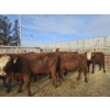 Image 3 : Gemstone Cattle Company - 10 Red Blaze Heifers (Pen 335 - 339) 943# avg