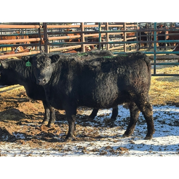Fox Cattle Co. - 9 Bred Heifers (Pen 501)