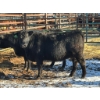 Image 1 : Fox Cattle Co. - 9 Bred Heifers (Pen 501)