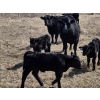 Image 5 : Rafter B Ranch - 40 Simm/Angus X Pairs (Gronlid, SK)