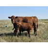 Image 14 : Blaine & Sue Hudec - 600# Oct/Nov Delivery Steer Calves - 80 Head (Jenner, AB)