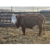 Image 7 : Guy Fukuda - 1 Hereford Pair