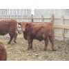 Image 12 : Helland Land & Cattle Co. Ltd. - 992# March Delivery Steers - 100 Head (Lomond, AB)