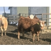 Image 15 : Hawk Ranching - 990# April Delivery Steers - 174 Head (Nanton, AB)