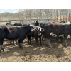 Image 3 : Nelson Creek Ranch - 741# May Delivery Heifers - 26 Head (Claresholm, AB)