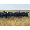 Image 3 : Evenson Cattle Co. - 900# September Grass Heifers - 210 Head (Frontier, SK)