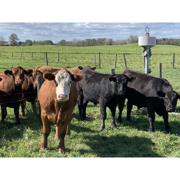 Broken Link Ranches - 1050# September Delivery Grass Steers - 155 Head (Ponoka, AB)