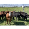 Image 1 : Broken Link Ranches - 1050# September Delivery Grass Steers - 155 Head (Ponoka, AB)