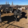 Image 3 : Idaho Dairies/Ranches - 30 Cows (Burley, ID)
