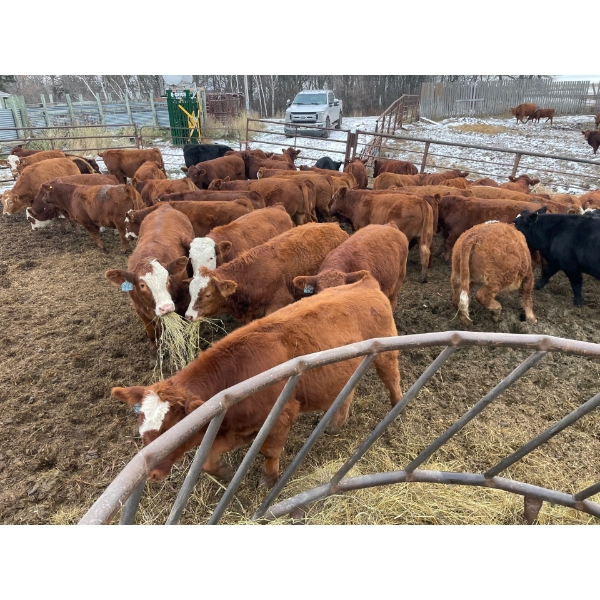 Greg & Cole Johnson - 710# November Delivery Steer Calves - 84 Head (Vogar, MB)
