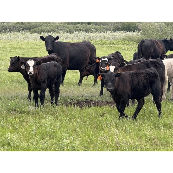 Dwayne Oborowsky - 560# October Delivery Steer Calves - 45 Head (Denholm, SK)