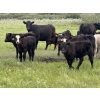 Image 1 : Dwayne Oborowsky - 560# October Delivery Steer Calves - 45 Head (Denholm, SK)