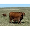 Image 3 : J-J Ranching - 43 Red/RBF 1st Calf Pairs (Manyberries, AB)
